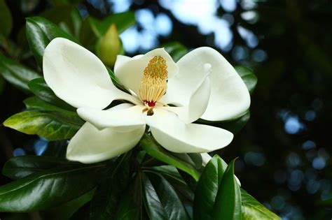 O Que Significa Magnolia - ¿Qué Significado Tiene la Flor de Magnolia? - Flores del Mundo