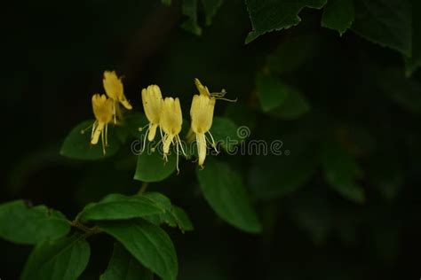 Japanese Honeysuckle Flowers. Stock Photo - Image of colorful, green ...