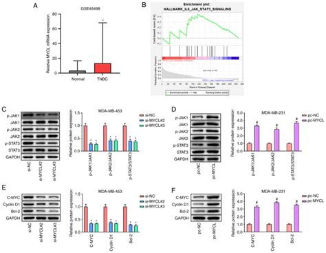 Mycl Promotes The Progression Of Triplenegative Breast Cancer By