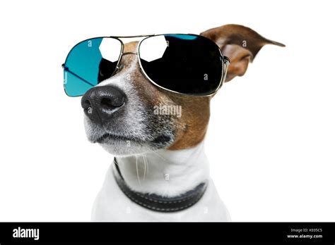 dog sunglasses funny Stock Photo - Alamy