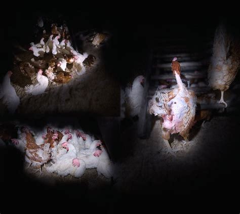 TWO ANIMAL LIBERATION ACTIVISTS RELEASE 56 HENS FROM BATTERY CAGES ...