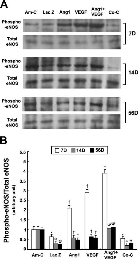 Western Blot Analysis Demonstrating The Relative Protein Abundance Of Download Scientific