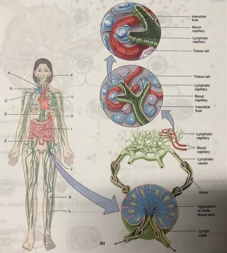 Lymphatic System And Immunity Flashcards Quizlet