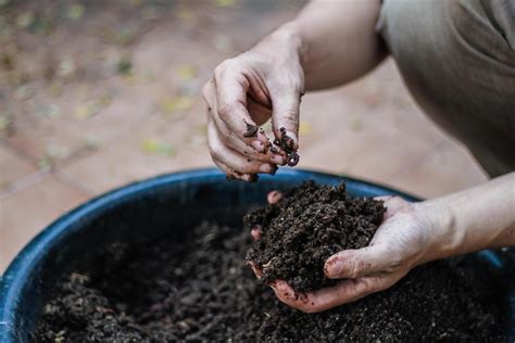 Agricultores Cultivar Lombrices De Tierra A Incrementar El N Mero De