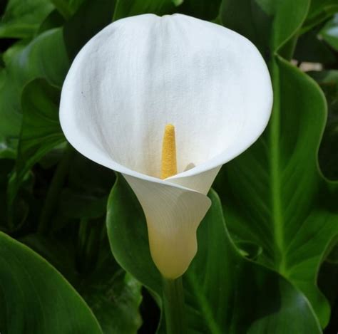 Zantedeschia Aethiopica Una Planta Que Lo Tiene Todo