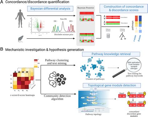 Transcriptomic Congruence Analysis For Evaluating Model Organisms Pnas