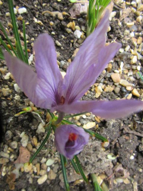 Saffron | Plant-Lore