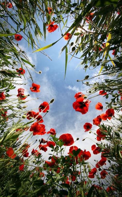 Картинки про лето - 34 штуки