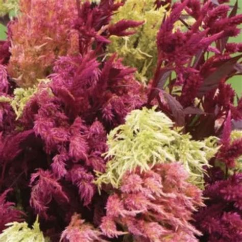 Celosia - Etsy