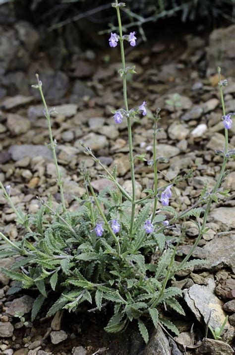 Salvia Aegyptiaca Plant Biodiversity Of South Western Morocco