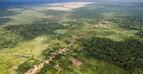 Aceite De Palma De La Selva Amaz Nica No Es Ni Ecol Gico Ni Justo Ni