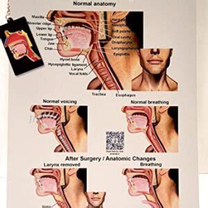 Speech Language Pathology Slp Charts Complete Series With Qr Codes For