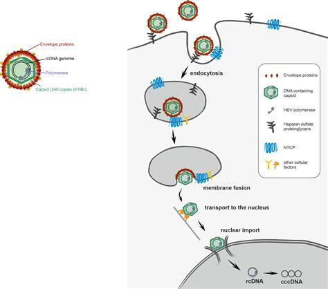 Visualizing Hepatitis B Virus By Fluorescent Tagging Scientific