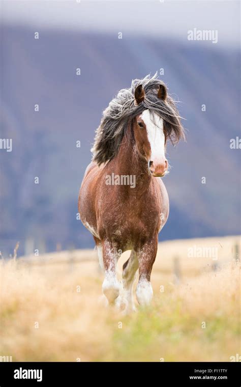 Clydesdale Horses Running