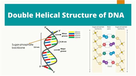 Dna Structure Labeled Double Helix