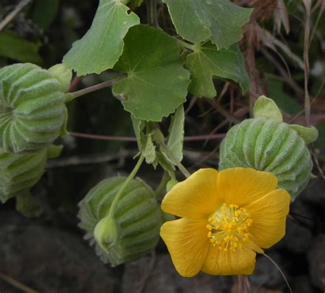 Abutilon Indicum