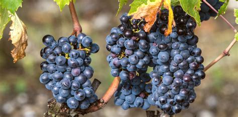 All About Sangiovese