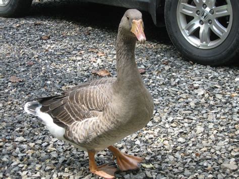 Geese Breed Focus Toulouse