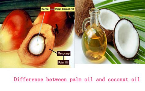 What Is Differ Between Palm Oil And Coconut Oil Cooking Oil Machine FAQ