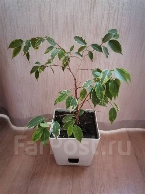 Фикус бенджамина, в наличии. Цена: 200₽ во Владивостоке