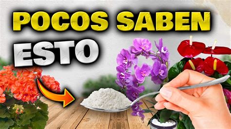 Descubre cómo utilizar el mejor abono líquido para plantas con flores