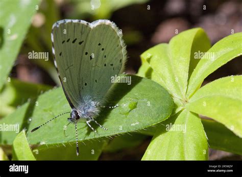 Holly Blue Butterfly Stock Photo - Alamy