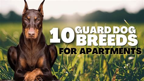 The Top 10 Guard Dog Breeds For Apartments Youtube