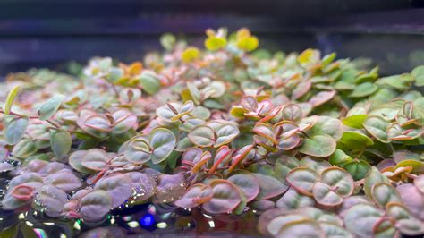 Red floaters going crazy : r/PlantedTank