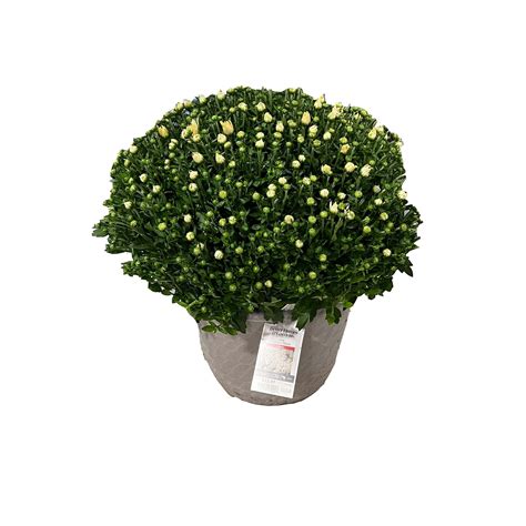 Better Homes & Gardens 10in White Mum Live Plants Sun - Walmart.com
