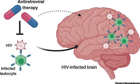 The Paradox Of Hiv Bloodbrain Barrier Penetrance And Antiretroviral