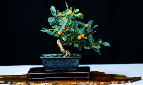 Naked Bonsai Flickr