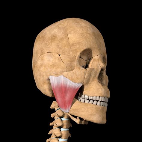 Muscles Humains De Masseter Sur Le Squelette Illustration Stock