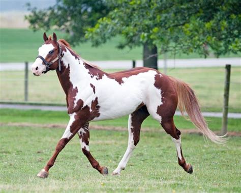 American Paint Horse Info, Origin, History, Pictures