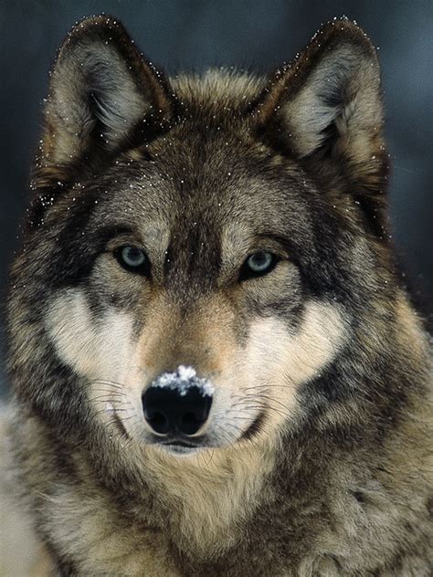 wolves