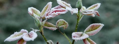 Was Ist Bodenfrost Wetter Alarm