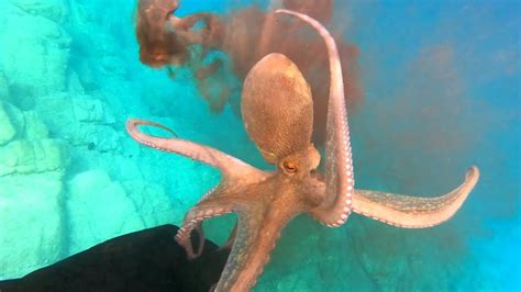 pesca sub|baby polpo - YouTube