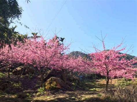 草嶺春遊祕境 日出、雲海、櫻花一次看夠 生活 自由時報電子報