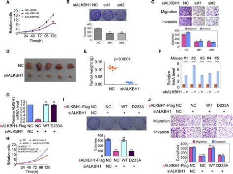 N6 Methyladenine Dna Modification In The Human Genome Molecular Cell