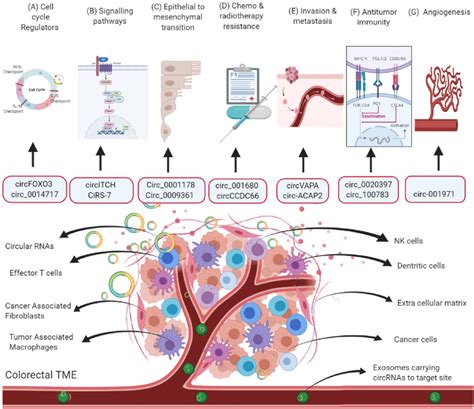 CircRNAs In The Tumor Microenvironment Of Colorectal Cancer A