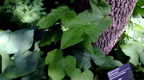 Dioscorea Polystachya Dioscoreaceae Image 93047 At PhytoImages Siu Edu