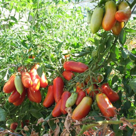 Semillas de Tomate San Marzano Gigante Gran Mérito Precio 2 25