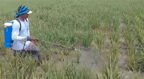 Puluhan Hektare Sawah Di Pantura Subang Diserang Hama Sundep