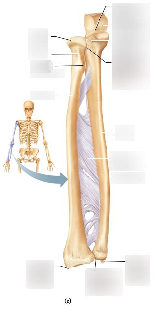 Bio 163 Radius And Ulnar Labeling Diagram Quizlet