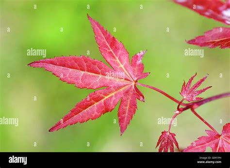 Red Maple Leaves Stock Photo - Alamy