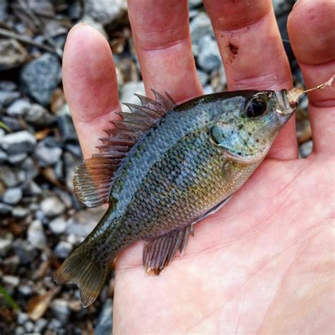 Sunfish Redspotted Jessefishing Roughfish