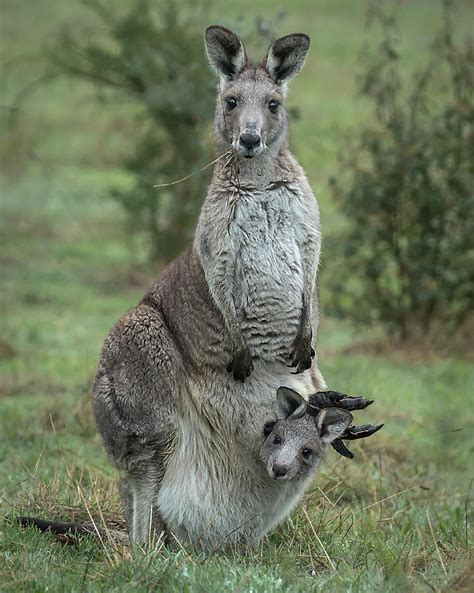 Kangaroo and Joey in pouch Photograph by Barry Kearney