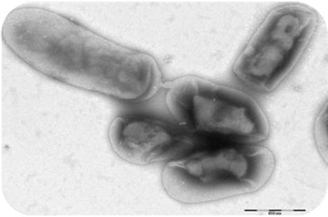 54 Bacteria Reproduction K12 Libretexts