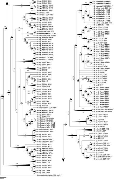 Phylogenetic Relationships Between The Geosmithia Isolates And Their Download Scientific