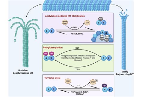 Post Translational Modifications Of Tubulin The Luminal Acetylation Of