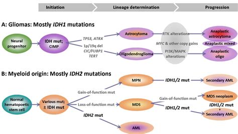 Bridging Cancer Biology With The Clinic Comprehending And Exploiting